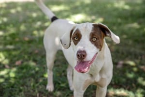 Feira de Adoção em Ribeirão Preto oferece cães adestrados e curso gratuito para novos tutores