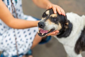 Prefeitura de Sertãozinho realiza campanha de adoção de cães e gatos na Praça 21 de Abril