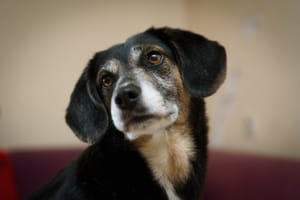 UBS Animal de Sertãozinho promove feira de adoção neste sábado