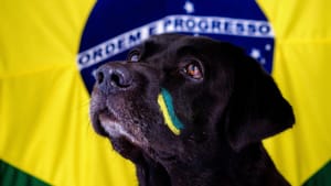 Sertãozinho terá feirinha de adoção de cães e gatos neste sábado na Praça 21 de Abril