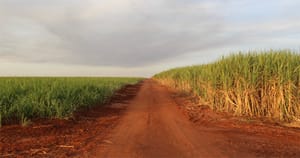 Pesquisa da USP aponta perda de empregos e piora nas condições de trabalho com expansão da cana em Araraquara