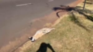 Três cães são encontrados mortos em avenida de Barretos e caso gera revolta entre moradores