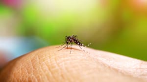 Ribeirão Preto registra queda drástica de dengue em 2026 com apenas 300 casos confirmados até maio