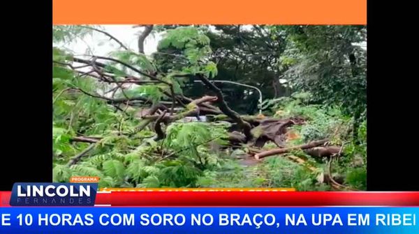 Árvore Cai E Fecha Acesso A Bonfim Paulista