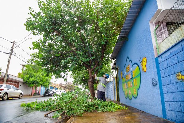 Secretaria do Meio Ambiente abre lista para interessados no curso de poda de árvores urbanas