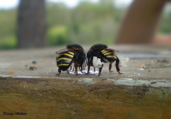 Pesquisa em Ribeirão Preto identifica composto natural eficaz contra larvas do mosquito da dengue