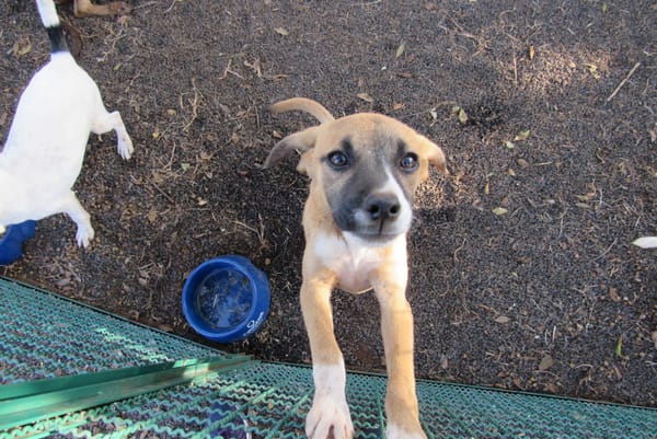 Praça 21 de Abril em Sertãozinho recebe feira de adoção de animais neste sábado, 26