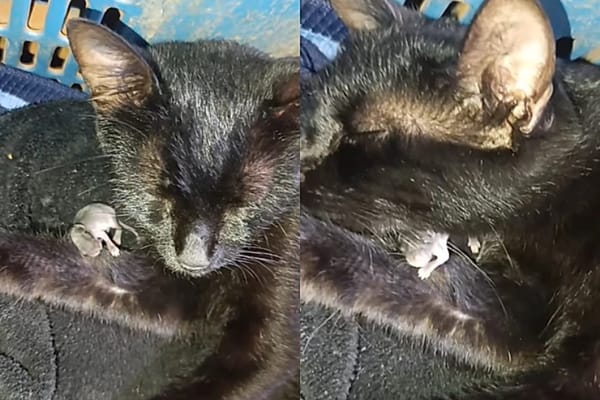 Gata de Ribeirão Preto viraliza após cuidar de filhote de rato encontrado no quintal